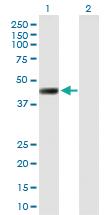 Anti-LRRC2 Mouse Polyclonal Antibody