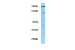 Anti-GP5 Rabbit Polyclonal Antibody