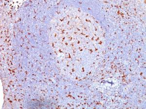 Immunohistochemical analysis of formalin-fixed, paraffin-embedded human tonsil using Anti-CD68 Antibody [SPM130]