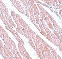 Anti-TMEM184C Rabbit Polyclonal Antibody