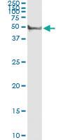 Anti-CYP3A4 Polyclonal Antibody Pair