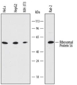 Anti-RPS6 Sheep Polyclonal Antibody