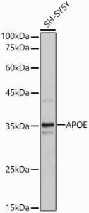 Anti-Apolipoprotein E Rabbit Polyclonal Antibody