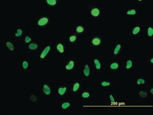 Anti-HMGB2 Mouse Monoclonal Antibody [clone: 3D2]