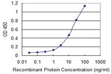 Anti-EIF3H Mouse Monoclonal Antibody [clone: 3C6]