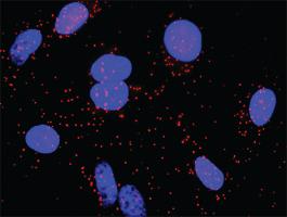 Anti-LCK + CD55 Antibody Pair