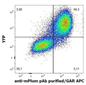 Anti-mPlum Rabbit Polyclonal Antibody