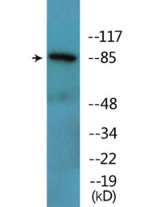 Western blot analysis of lysates from COS7 cells treated with UV 15' using Anti-Catenin-beta (phospho Tyr489) Antibody