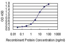 Anti-CTNND2 Mouse Monoclonal Antibody [clone: 1E3]