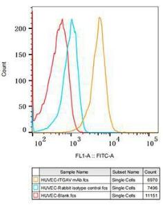 Flow cytometry analysis of HUVEC cells, stained with Rabbit IgG isotype control (2.5 µg/ml, blue line) or Anti-Integrin alpha V Antibody [ARC50621] (A308725), (2.5 µg/ml orange line), followed by FITC conjugated goat anti-rabbit polyclonal antibody (1:200 dilution) staining