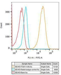 Flow cytometry analysis of BEWO cells, stained with Rabbit IgG isotype control (2.5 µg/ml, blue line) or Anti-Integrin alpha V Antibody [ARC50621] (A308725), (2.5 µg/ml orange line), followed by FITC conjugated goat anti-rabbit polyclonal antibody (1:200 dilution)