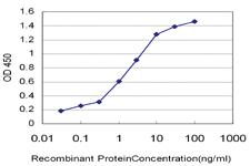 Anti-HMGB2 Mouse Monoclonal Antibody [clone: 3D2]