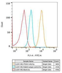 Flow cytometry analysis of U-251 MG cells, stained with Rabbit IgG isotype control (2.5 µg/ml, blue line) or Anti-Integrin alpha V Antibody [ARC50621] (A308725), (2.5 µg/ml orange line), followed by FITC conjugated goat anti-rabbit polyclonal antibody (1:200 dilution)