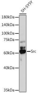 Western blot analysis of extracts of SH-SY5Y cells, using Anti-Src Antibody (A11140) at 1:1000 dilution