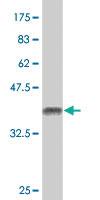 Anti-EPN2 Mouse Polyclonal Antibody