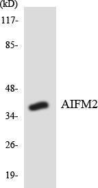 Western blot analysis of the lysates from HT 29 cells using Anti-AIFM2 Antibody