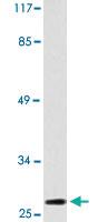 Anti-TNFRSF9 Rabbit Polyclonal Antibody