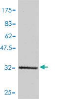 Anti-CCL13 Mouse Polyclonal Antibody