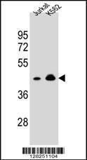 Anti-OR10A4 Rabbit Polyclonal Antibody (FITC (Fluorescein Isothiocyanate))