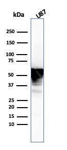 Western blot analysis of U87 cell lysate using Anti-Vimentin Antibody [VIM/3736]