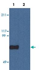 Anti-CPNE7 Mouse Monoclonal Antibody [clone: CPNE7-01]