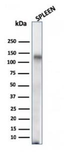 Western blot analysis of human spleen tissue lysate using Anti-CD68 Antibody [C68/684]