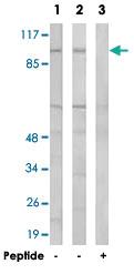 Anti-DMGDH Rabbit Polyclonal Antibody