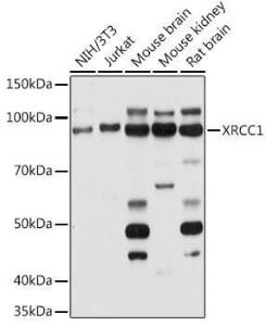 Antibody anti-XRCC1 100 µl