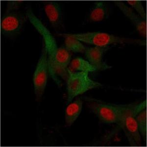 Immunofluorescent analysis of U87MG cells stained with Anti-CD68 Antibody [C68/684] followed by Goat Anti-Mouse IgG (CF&#174; 488) (Green). Nuclei are stained with RedDot.