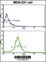 Anti-ACTN4 Rabbit Polyclonal Antibody