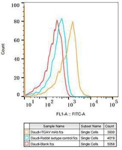 Flow cytometry analysis of Daudi cells, stained with Rabbit IgG isotype control (2.5 µg/ml, blue line) or Anti-Integrin alpha V Antibody [ARC50621] (A308725), (2.5 µg/ml orange line), followed by FITC conjugated goat anti-rabbit polyclonal antibody (1:200 dilution)