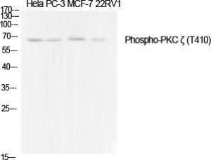 Western blot analysis of various cells using Anti-PKC zeta (phospho Thr410) Antibody