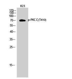 Western blot analysis of 823 cells using Anti-PKC zeta (phospho Thr410) Antibody