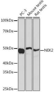 Antibody A307643-100 100 µl