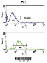 Anti-LRG1 Rabbit Polyclonal Antibody