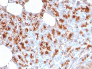 Immunohistochemical analysis of formalin-fixed, paraffin-embedded human pancreas using Anti-MDM2 Antibody [MDM2/2414]