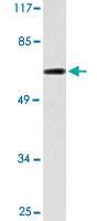 Anti-TRIM25 Rabbit Polyclonal Antibody