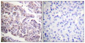 Antibody anti-histone H4 acetyl LYS12