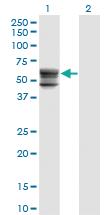 Anti-CHST12 Mouse Monoclonal Antibody [clone: 3D6]