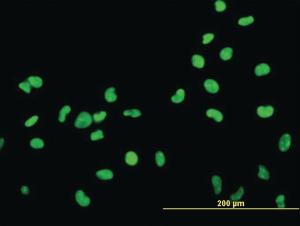 Anti-HMGB2 Mouse Monoclonal Antibody [clone: 3E5]