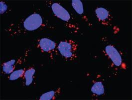 Anti-CASP3 + CDKN1A Antibody Pair