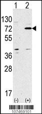 Anti-ATG7 Rabbit Polyclonal Antibody