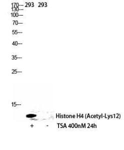 Antibody anti-histone H4 acetyl LYS12