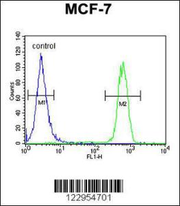 Anti-CDC37 Rabbit Polyclonal Antibody