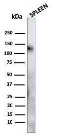 Western blot analysis of human spleen tissue lysate using Anti-CD68 Antibody [LAMP4/824]