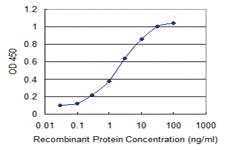 Anti-CHST12 Mouse Monoclonal Antibody [clone: 3D6]