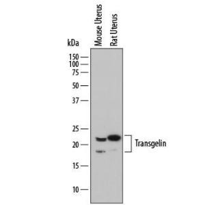 Anti-TAGLN Sheep Polyclonal Antibody