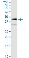 Anti-CTSD Rabbit Polyclonal Antibody