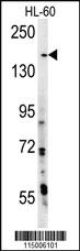 Anti-PHLPP2 Rabbit Polyclonal Antibody