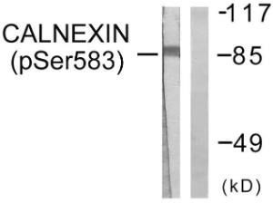 Anti-Calnexin Rabbit Polyclonal Antibody